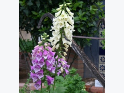 How to Grow Foxglove (Digitalis)