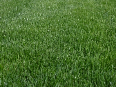 How to Weed the Organic Lawn