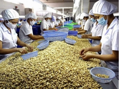 Cashew export volumes to fall, value not to be affected