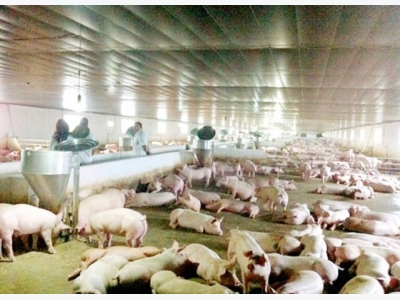 Pig supply decrease causes price increase
