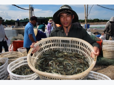 Thí điểm triển khai mô hình Doanh Nghiệp Xã Hội, lối thoát cho con tôm xuất khẩu