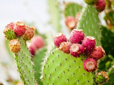 The amazing cactus pear