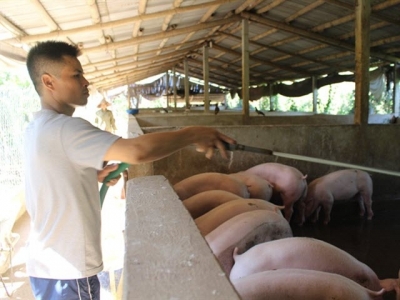 Trăm kiểu chống nóng vật nuôi, chi phí tăng vọt