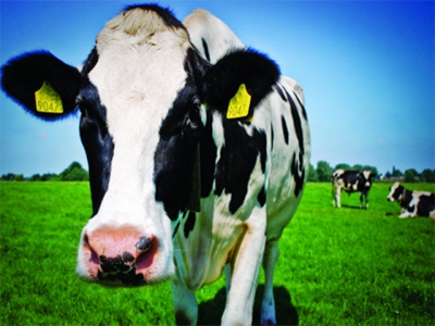 Nâng cao năng suất sữa bò