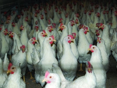 Raising hens with intact beaks to produce cage-free eggs