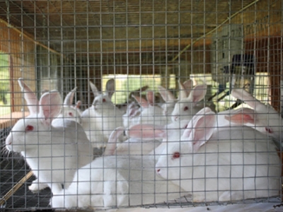 Kinh nghiệm chăn nuôi thỏ thịt