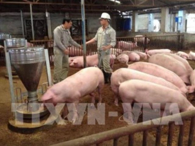 Hiệu quả từ mô hình chăn nuôi lợn bằng chế phẩm sinh học