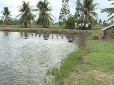 Mô hình luân canh tôm-lúa-tôm càng xanh