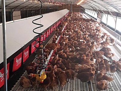 8 considerations for cage-free laying hen nutrition