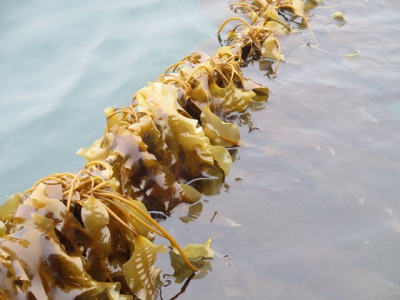 Lean and green, whats not to love about seaweed? (Part 2)