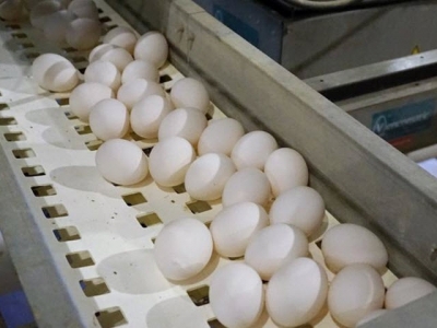 EU layer breeders adapting hens for cage free conditions