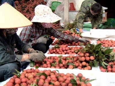 Vietnamese lychees shipped to more than 30 countries