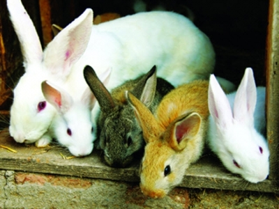 Kỹ thuật nuôi thỏ sinh sản