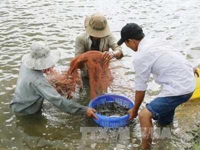 Giant river prawns recover in Mekong Delta after long decline