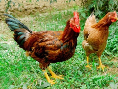 Hỏi đáp Chăn nuôi: Bệnh gà?