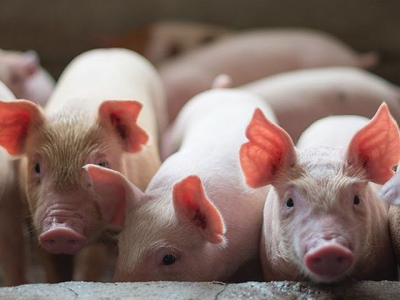 6 basic feed ingredients in antibiotic-free piglet diets
