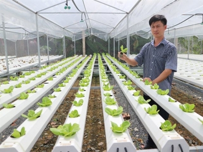 Kỹ sư tin học trồng rau thủy canh cho thu nhập cao