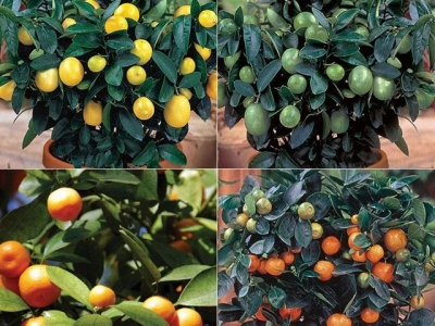 Understanding citrus – 1