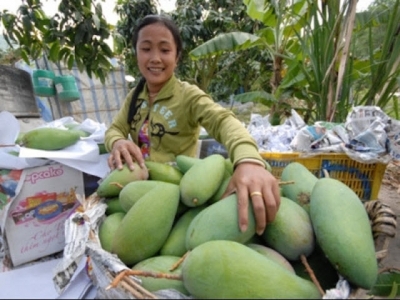 US to import Vietnamese mangoes