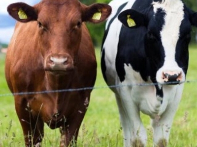 Breed-level selection pressure may influence cattle immunity, color