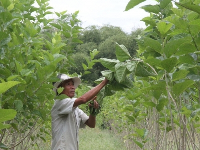 US company announces plan to invest $50mn in GM silkworms in central Vietnam