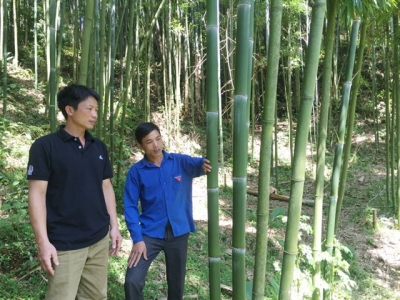 Luong Duoi village increases the income from growing Vau trees