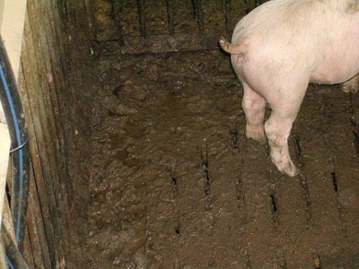 Pig gut health at weaning impacts finishing performance