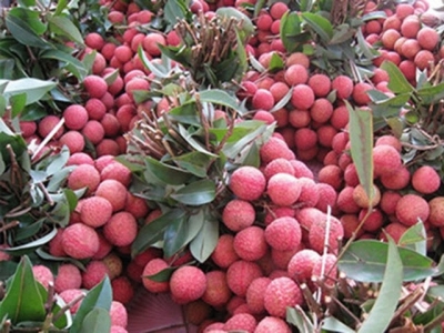 200 tons of Vietnams lychees find way to Thailand