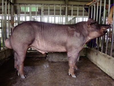 Quy chuẩn kỹ thuật quốc gia - yêu cầu vệ sinh đối với cơ sở sản xuất tinh lợn