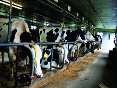 Ảnh hưởng của nhiệt độ đến năng suất sinh sản và sữa của bò