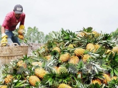 Delta pineapple farmers suffer losses due to fluctuating prices