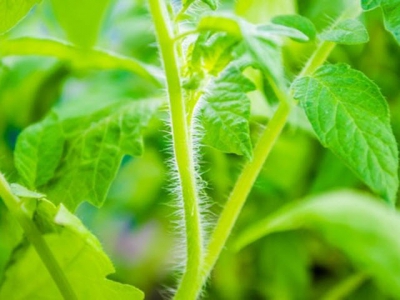 How to Grow Tomatoes from Cuttings