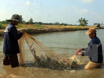 Ca Mau targets 2.5 billion USD from shrimp exports by 2025
