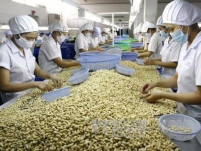 Cashew producers seek credit from banks to import raw materials