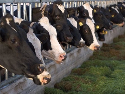 Fiber-degrading enzymes increase dairy cow milk production