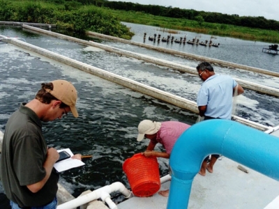 Commercial demonstration of in-pond raceways