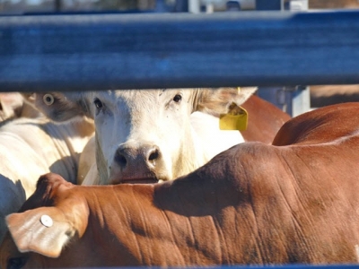 Crude glycerin as substitute for antibiotics in cattle diets