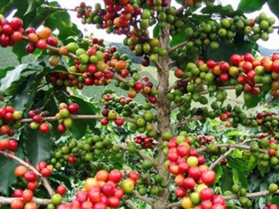 Value of coffee exports to Indonesia soars