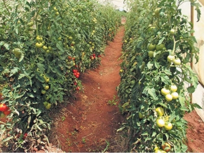 Do your homework before starting tomato production