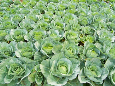 Keeping cabbages clear of pests and diseases