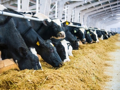 Formulate prepartum dairy rations to the proper DCAD level
