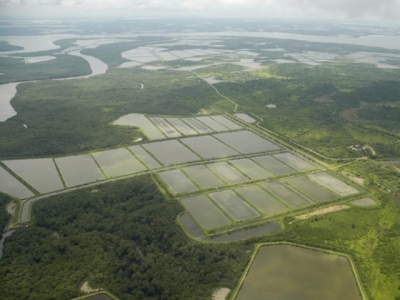 Shrimp farming industry in Ecuador, part 1