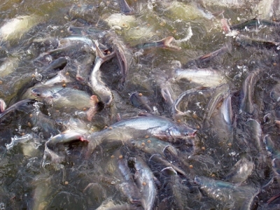 Amino acid supplementation reduces protein levels in pangasius diets