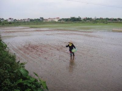 Một số biện pháp kỹ thuật thâm canh lúa mùa 2019