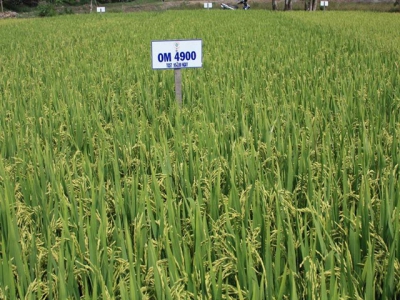 Giới thiệu giống lúa chất lượng OM4900