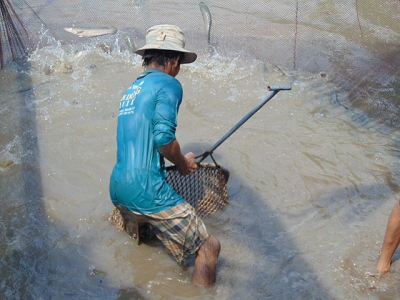 Giá cá lóc thương phẩm ổn định ở mức cao