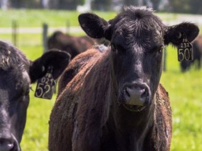 Michigan identifies new cattle herd with bovine TB