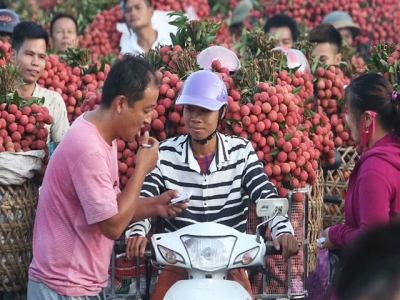 Vietnam farmers enjoy lychee export price surge