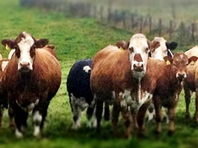 Livestock chain analyses help predict disease spread