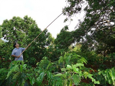 Nông dân Tây Nguyên thu nhập khá từ bơ quả